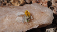 Eriophyllum wallacei rubellum
