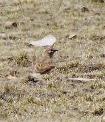 Geositta cunicularia