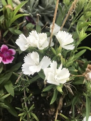 Dianthus caryophyllus