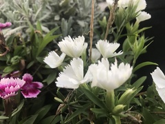 Dianthus caryophyllus