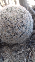 Mammillaria lasiacantha