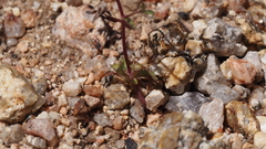 Nemacladus pinnatifidus