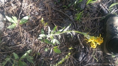 Senecio integerrimus major