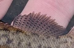 Etheostoma nigripinne