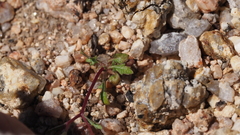 Nemacladus pinnatifidus