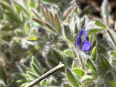 Lupinus kingii