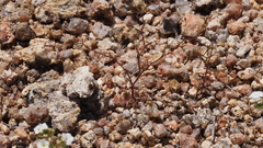 Nemacladus pinnatifidus