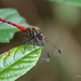 Sympetrum nantouensis - Photo (c) Logan Lai, some rights reserved (CC BY-NC-ND)