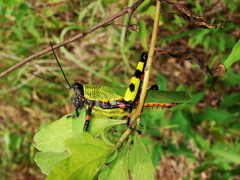 Orthoptera
