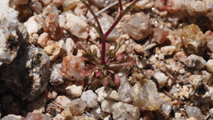 Nemacladus pinnatifidus