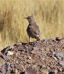 Geositta cunicularia