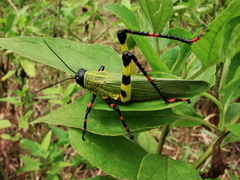 Orthoptera