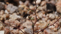 Nemacladus pinnatifidus