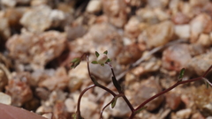 Nemacladus pinnatifidus