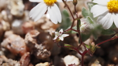 Nemacladus pinnatifidus