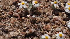 Nemacladus pinnatifidus