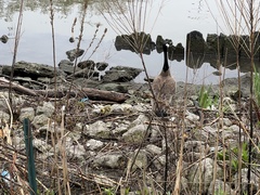 Branta canadensis