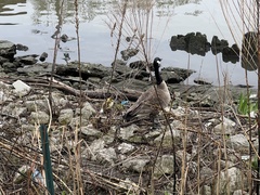Branta canadensis