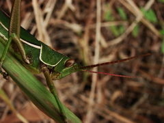 Orthoptera