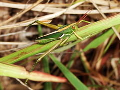 Orthoptera