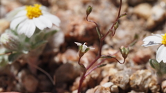 Nemacladus pinnatifidus