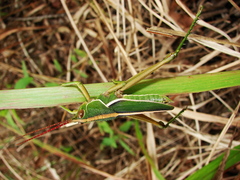 Orthoptera