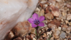 Gilia transmontana