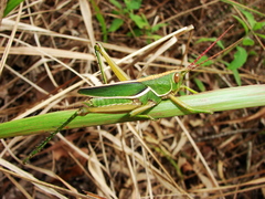 Orthoptera