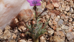 Gilia transmontana