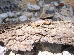 Centruroides limpidus