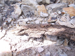 Centruroides limpidus