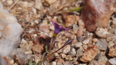 Gilia transmontana