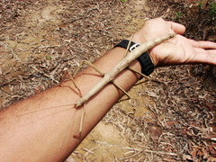 Cladomorphus phyllinus