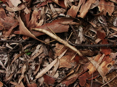 Cladomorphus phyllinus