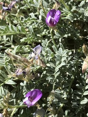 Astragalus sesquiflorus