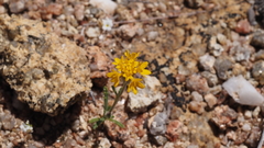 Chaenactis glabriuscula glabriuscula