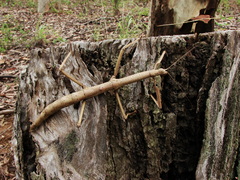 Cladomorphus phyllinus