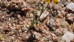 Chaenactis glabriuscula glabriuscula