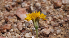 Chaenactis glabriuscula glabriuscula