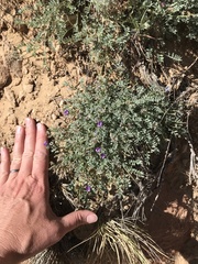 Astragalus sesquiflorus