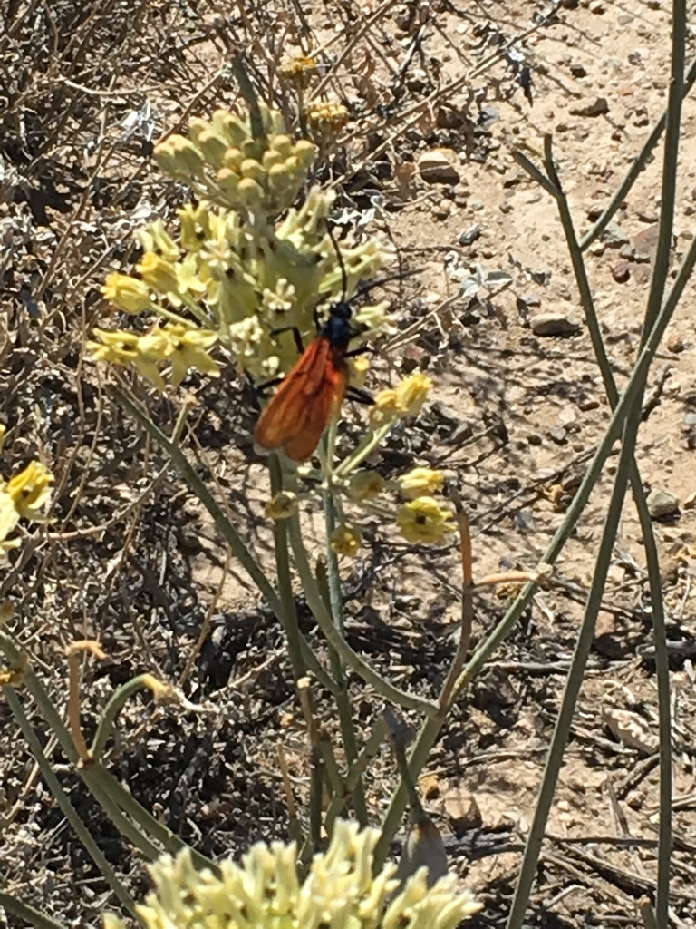 Thisbe's Tarantula-hawk Wasp