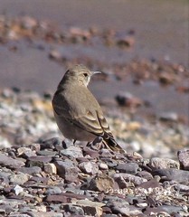 Geositta cunicularia