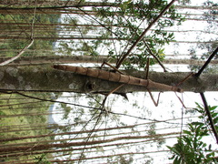 Cladomorphus phyllinus