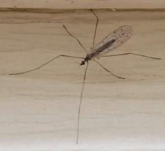 Symplecta