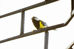 Parus monticolus