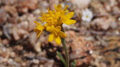 Chaenactis glabriuscula glabriuscula