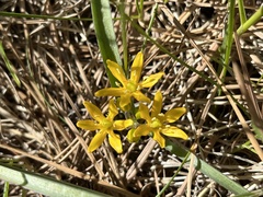 Triteleia lemmoniae