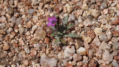 Gilia transmontana