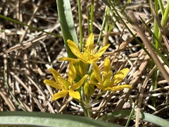 Triteleia lemmoniae