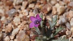 Gilia transmontana